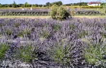 Lawendowe lody... prosto z pola. Gdzie je zjeść? [LISTA MIEJSC]