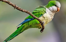 Wystarczyło 50 lat, by papugi w Europie wykształciły osobne dialekty