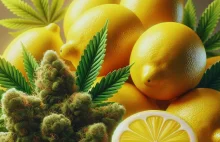 D-limonen – terpen, który zmniejsza stany lękowe po THC