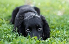 Sześcionogi spaniel porzucony na parkingu.