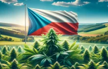 Czechy: Medyczna marihuana będzie dostępna bez recepty?