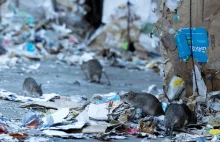 Plaga szczurów w Warszawie, Krakowie i Wrocławiu. "Gwałtowny przyrost"