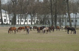 7 lat szukano dowodów na niegospodarność w stadninie w Janowie Podlaskim