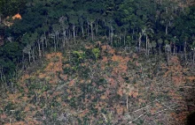 Wycinka lasów na całym świecie przyspieszyła. W tle kontrowersyjna decyzja UE