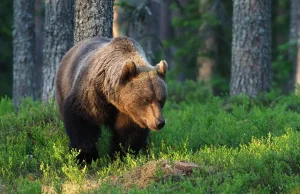 Niedźwiedzie sterroryzowały Słowację