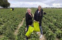 Zaczęło się cwaniakowanie przy samozbiorach. Markety też chcą towar za pół darmo