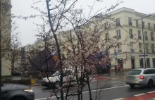 W Warszawie zakwitły wiśnie