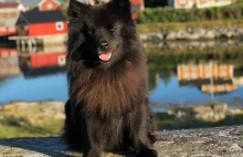 Czy udomowienie psa miało miejsce w północnej Skandynawii?