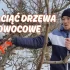 Wprowadzenie do cięcia drzew owocowych. Jak ciąć drzewa owocowe?