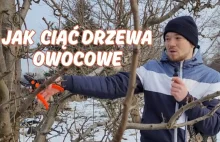 Wprowadzenie do cięcia drzew owocowych. Jak ciąć drzewa owocowe?