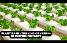 Plant Basil: The King of Herbs - 10 Surprising Facts