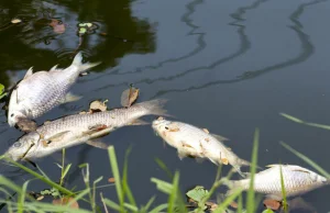 Katastrofa w Niemczech. Z jeziora Parchauer See wyłowiono 6 ton martwych ryb