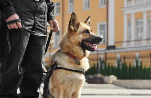 Dramat na granicy ze Słowacją. Policyjny pies pogryzł dziewczynkę