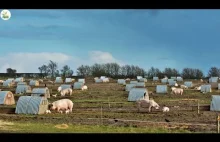 Farma świń na świeżym powietrzu - nowe podejście a może powrót do korzeni? :)