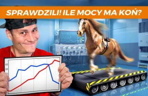 Ile koni mechanicznych ma koń? Zbudowali hamownię dla konia i zmierzyli jego moc