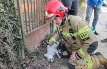 Pożar domu Podczas zdarzenia ucierpiał pies, załoga JRG Śrem udzieliła mu pomocy
