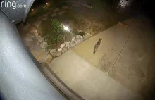 Kojot porywa zabawki z podwórka
