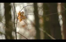 Spokojne Relaksujące Dźwięki Na Bezsenność i Głęboki Sen