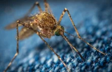 Demagog: Bill Gates hoduje genetycznie modyfikowane komary? Fake news