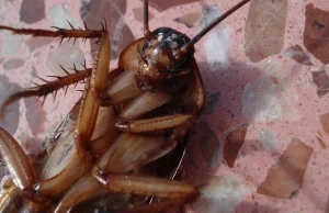 Zoo w San Antonio pozwoli nazwać karalucha imieniem byłego z okazji walentynek