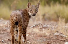 Czerwona Księga: Zagrożone rafy koralowe, grzyby oraz... jeże [ANALIZA]