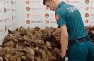 Celnicy przyłapali turystów z Moskwy na przemycie ponad 10 tys. lisich ogonów
