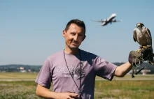 Praca sokolnika na krakowskim lotnisku.