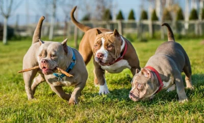 Psy american bully pogryzły jadącą na rolkach. Kobieta w stanie ciężkim|Oleśnica