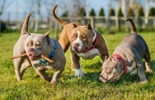 Psy rasy american bully pogryzły kobietę