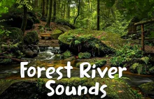 Relaksujące dźwięki natury – dźwięki leśnej rzeki