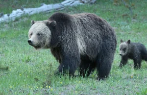 Ankieta na tiktoku: kogo woli spotkać zagubiona kobieta w lesie?