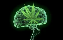 Marihuana w walce z glejakiem wielopostaciowym: Nowe Perspektywy Leczenia