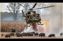 jak Murica radzi sobie z dzikami :) ...get to the choppa!!!