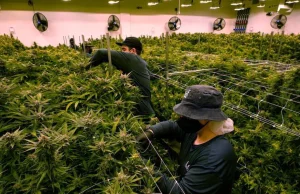 Amerykański przemysł legalnej marihuany stworzy 108 000 nowych miejsc pracy w