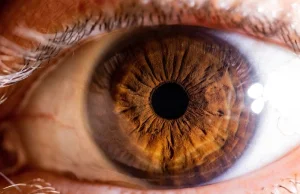 Pierwszy w historii przeszczep całego ludzkiego oka.