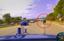 Krowa pędziła po autostradzie. Ścigał ją kowboj.