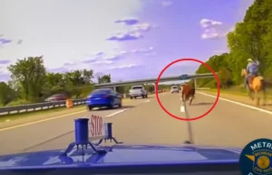 Krowa pędziła po autostradzie. Ścigał ją kowboj.