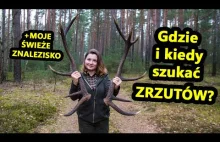 Gdzie i kiedy szukać ZRZUTÓW JELENI? Moje ŚWIEŻE znalezisko