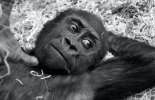 Młode szympansy zachowują się jak ludzkie nastolatki
