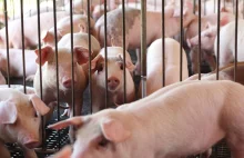 Branża mięsna: Mamy zapaść w hodowli świń