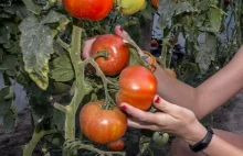 Co ile podlewać pomidory droźdżami - Okiem Rolnika