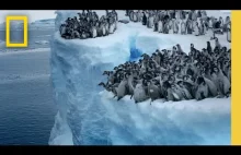 Pisklęta pingwina cesarskiego skaczą z 50-metrowego klifu