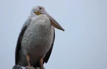 Do Polski przyleciał pelikan z kryzysem tożsamości. Myśli, że jest bocianem!