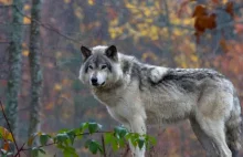 Zmutowane wilki w Czarnobylu. Zaskakujące wyniki badań