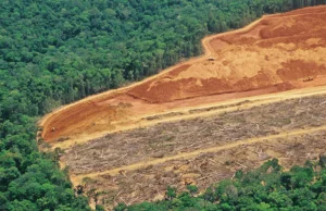 Ponad 90% projektów, które mają chronić lasy deszczowe to ściema