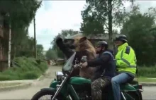 Takie rzeczy tylko w Rosji! Niedźwiedź jedzie motocyklem i macha do ludzi