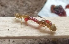 Lasius flavus vs. żywe larwy ochotki