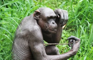 Niepokojące zachowania szympansów w magdeburskim zoo