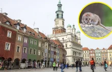 Poznań zmaga się z plagą szczurów. Mieszkańcy przerażeni