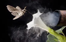 Zanieczyszczenia powietrza powodują, że owady przestają wyczuwać kwiaty